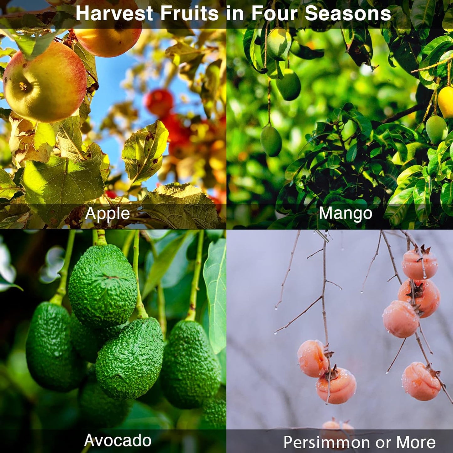 Fruit Picker Pole Tool with Basket Long Handle,Adjustable Apple Orange Picker Pole Tool with Basket for Avocado Acorn Lemon Pear Mango Tree Picker